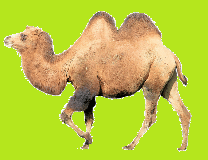 Picture of a camel